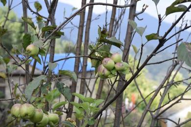 जुम्लाका किसानलाई काँचो स्याउ टिप्न प्रतिबन्ध