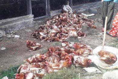 भुस्याहा कुकुरबाट मारिए ४ लाख मूल्य बढीका कुखुरा
