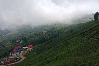 सूर्योदय नगरपालिकामा प्राङ्गारिक चियाखेती अभियान