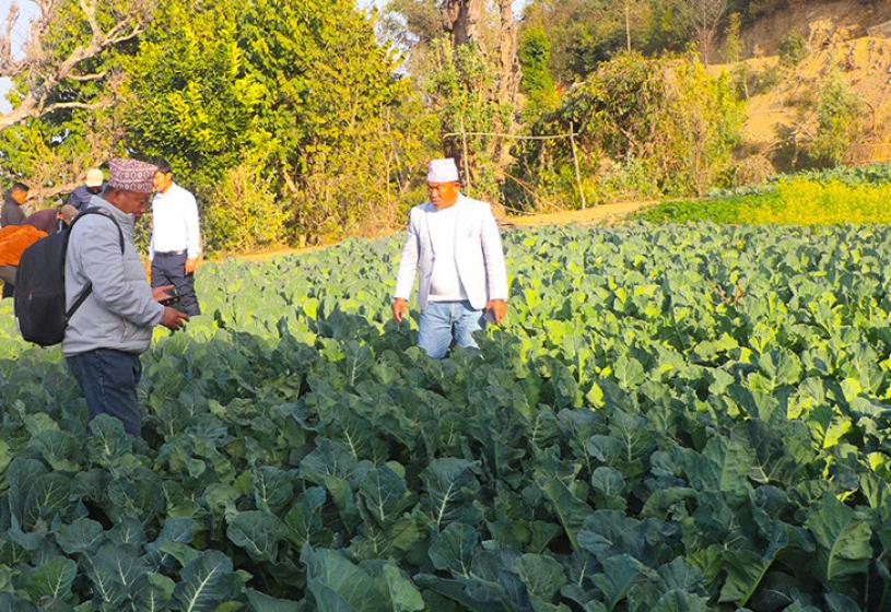 उत्पादनको बजारीकरण र किसानलाई अनुदान दिन सांसदको माग